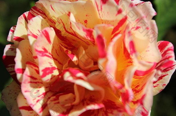 花园里盛开着完美的夏季黄色和红色条纹玫瑰花。