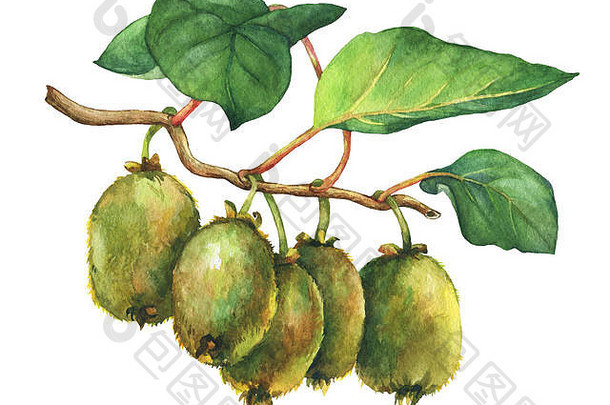 猕猴桃植物（猕猴桃）的插图：一种有叶子和果实的枝条。手绘水彩画