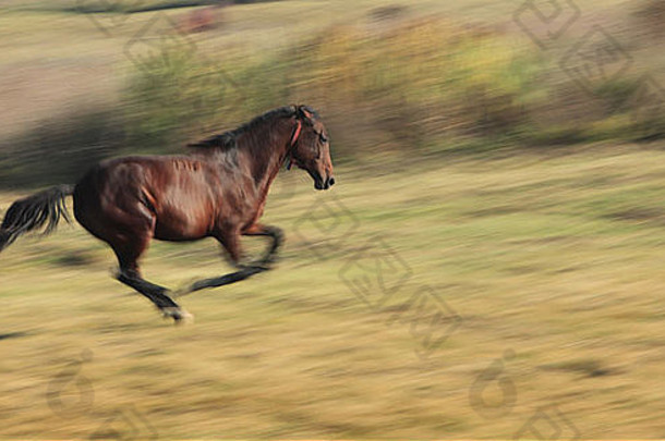 平移图像马运行秋天场马的品种罗马尼亚光重量级