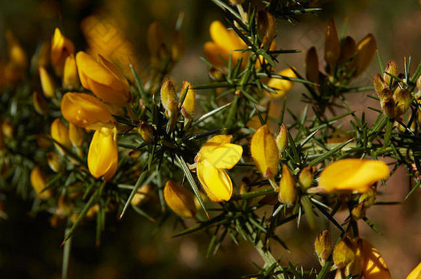 英国萨里，英国，英国，欧洲，<strong>英国风景</strong>和春天阳光中的黄色金雀花
