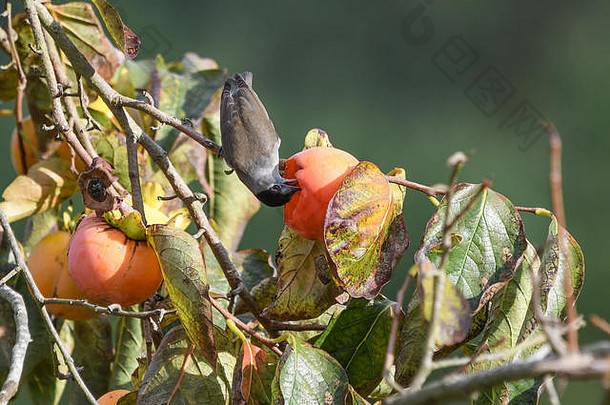 黑帽在秋天吃柿子的果实