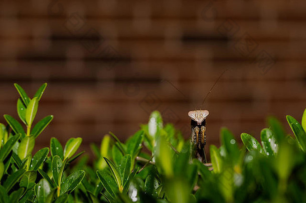 祈祷螳螂在灌木同行相机