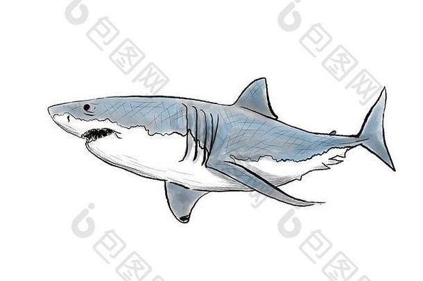 大白鲨的插图