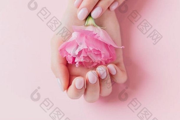 女孩指甲上的纯色指甲油，涂有凝胶油，手拿着粉红色背景上的花朵。天然有机护肤概念