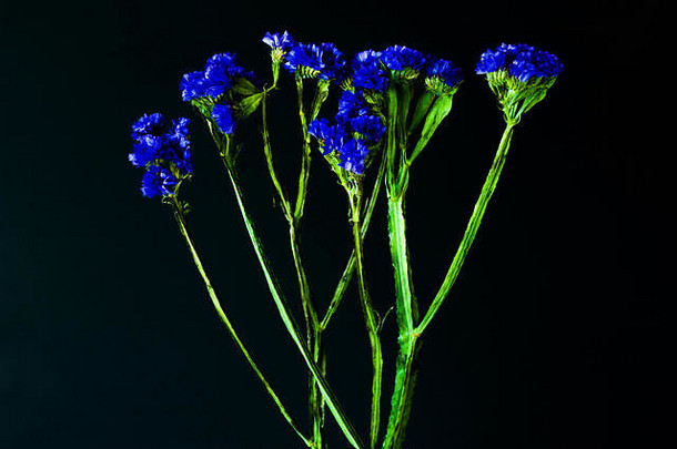 茎新鲜的蓝色的矢车菊矢车菊属紫绀完整的布鲁姆集黑色的水平背景