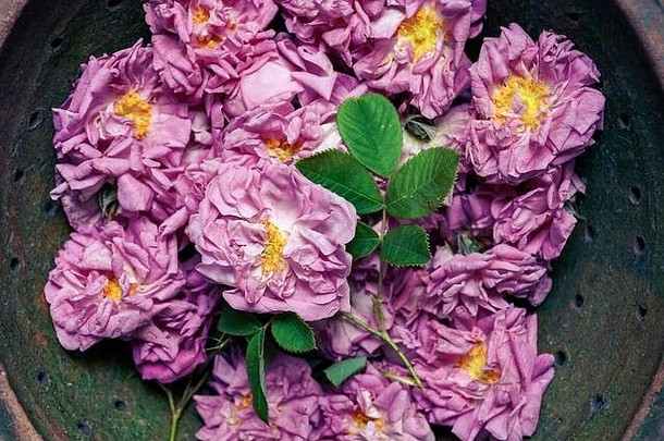 陶瓷碗中新鲜采摘的有机生长的锦缎玫瑰（大马士革玫瑰）花朵的特写镜头