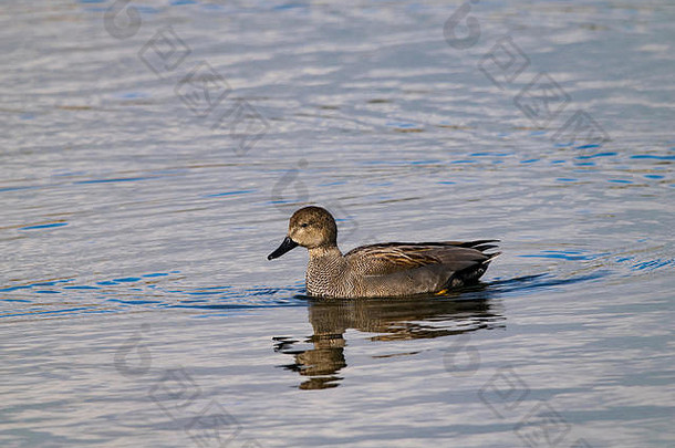 盖德沃尔野鸭游过平静的湖面