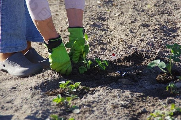 种植蔬菜春天花园女人挖掘草本植物地面手工作