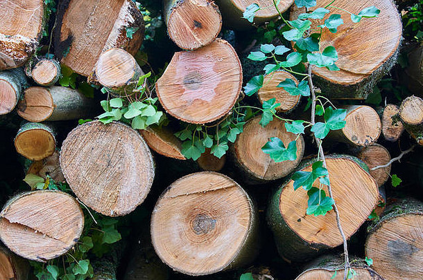 新鲜的减少圆木木材堆放