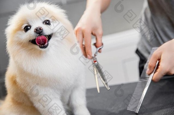 女主人美容师在动物理发店用剪刀剪小狗波美拉尼亚·斯皮茨