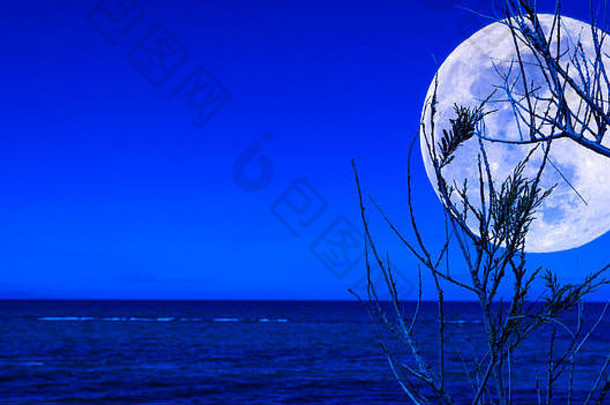 海滩上的松枝在夜晚伴着超级月亮