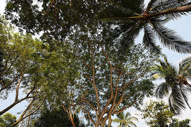 椰子手掌树sentosa岛新加坡