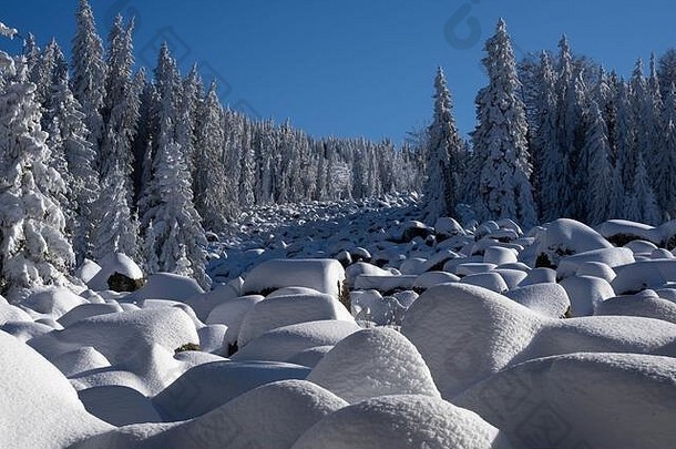 保加利亚维托沙山雪地冰碛和松树景观