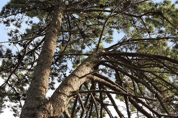松树从其基部分枝