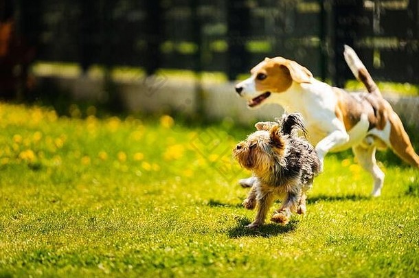阳光明媚的日子里，可爱的约克郡梗狗和小猎犬在gras跑步。