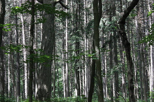厚深绿色夏天<strong>森林</strong>很多树