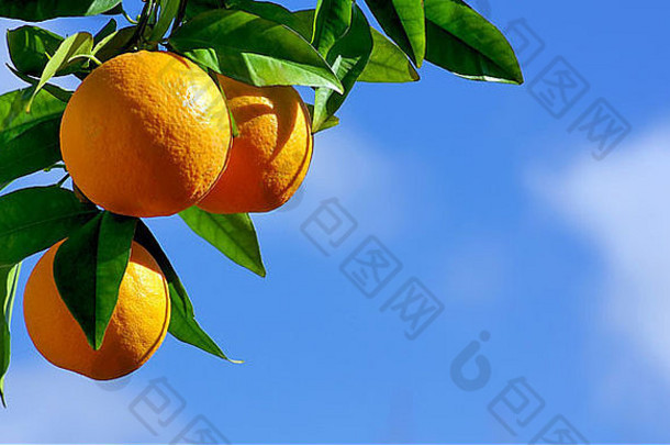 橙子挂树