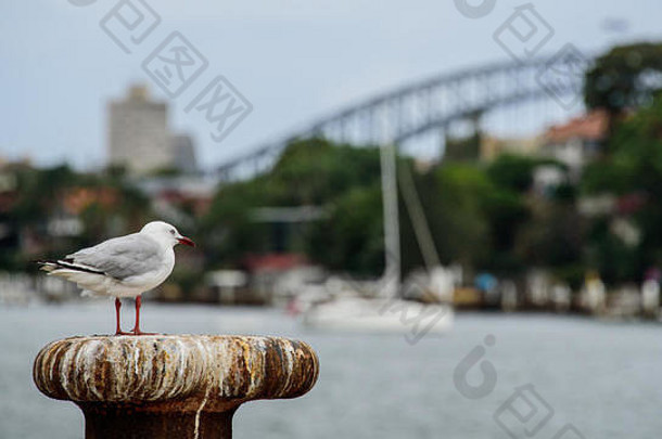 海鸥站在悉尼海景的前面