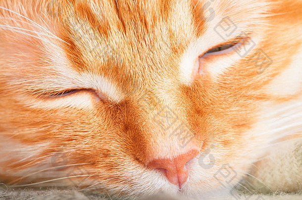 可爱的成人睡觉红色的猫关闭