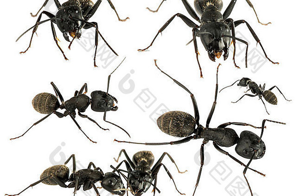 黑蚂蚁白隔离摄影棚拍摄