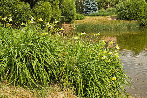 夏季景观-公园附近水域和其他植物附近的黄百合灌木。