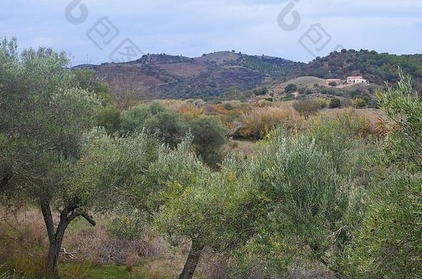 下瓜迪亚纳河谷（葡萄牙南部阿伦特乔和阿尔加维）的小型橄榄园和地中海林地栖息地