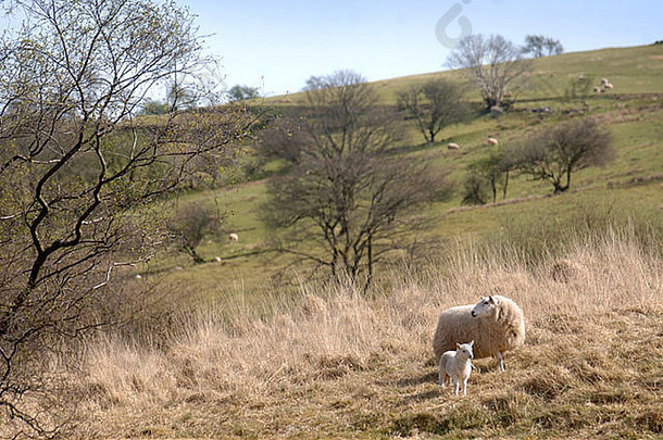 同样春天羊肉山坡上威尔士