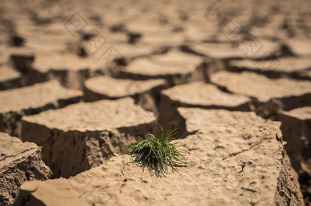 干旱季节在干燥和开裂的土壤上生长的小草。