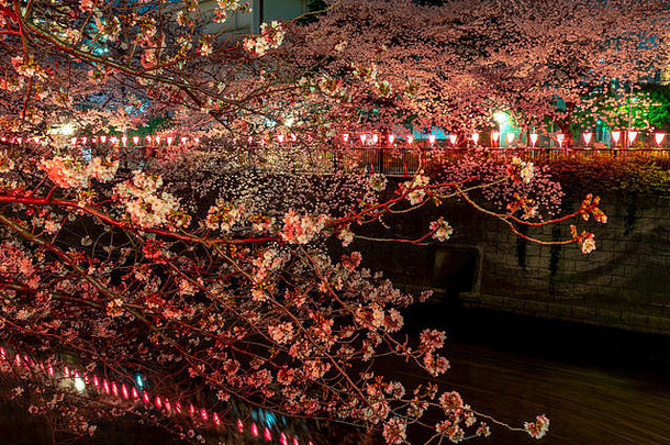 樱花盛开的季节在<strong>东京</strong>的美姑罗河，日本的美姑罗河樱花节。