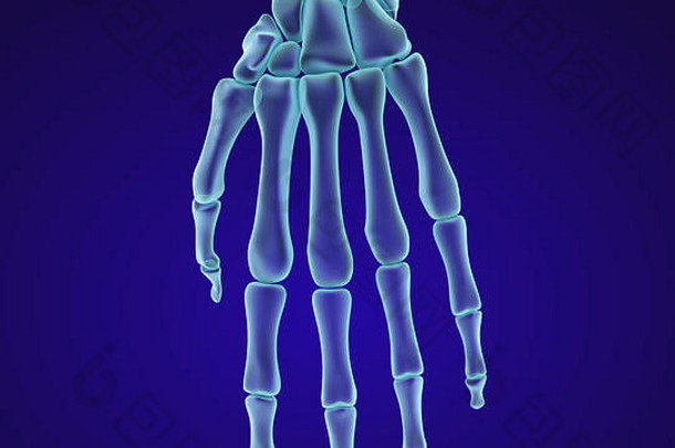 人体腕部解剖学。X光透视图。医学上精确的3D插图