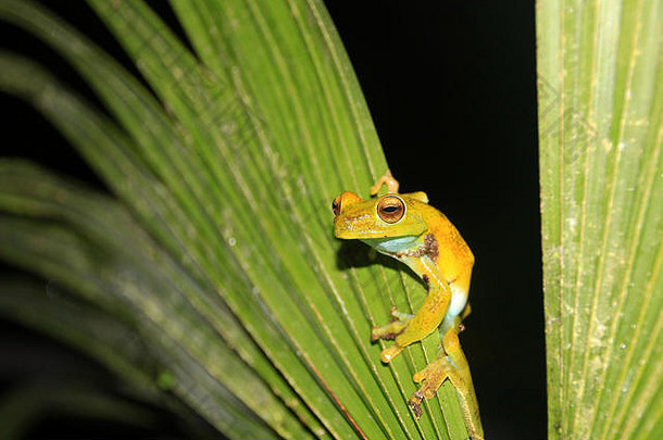 厄瓜多尔民多，坐在棕榈叶上的绿黄相间的棕榈树蛙