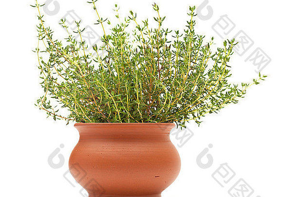 百里香植物Terracotta能孤立的白色背景