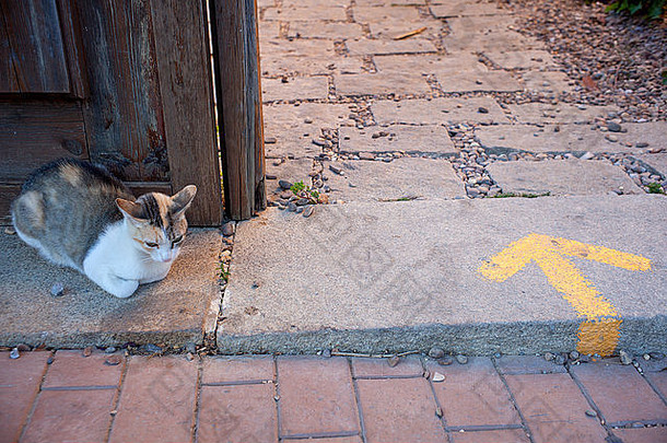 猫通过黄色的箭头画路