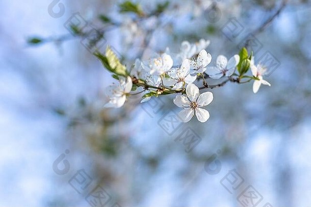 盛开的果树。四月在波兰。蓝天。春天的颜色。背景是蓝天上的白花。