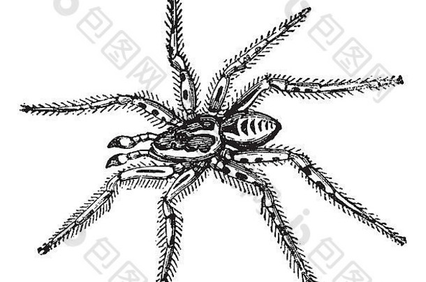 狼蛛（Lycosa Tarantula），缩小到其自然大小的三分之一，复古雕刻插图。