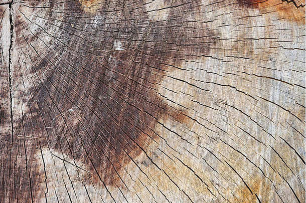 新锯切木材的抽象背景纹理