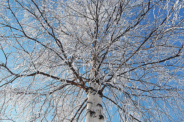雪中的桦树