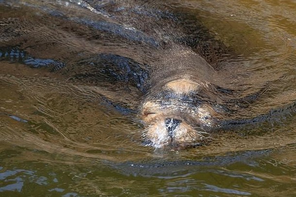 水中的海狮头