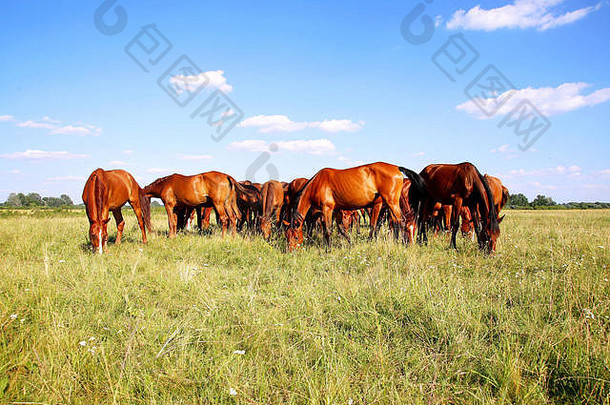 夏季户外郊外草地上，栗色小马驹和母马正在吃草