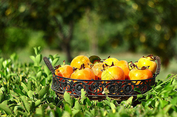 花园中带叶的篮子中的天然水果
