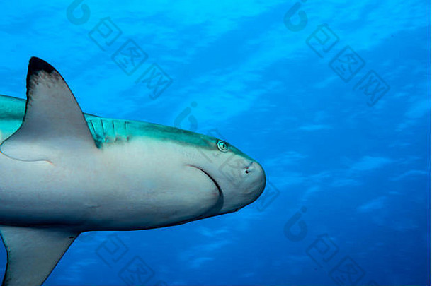 黑头礁鲨在阳光下游泳。密克罗尼西亚亚普岛眩晕处的鲨鱼潜水