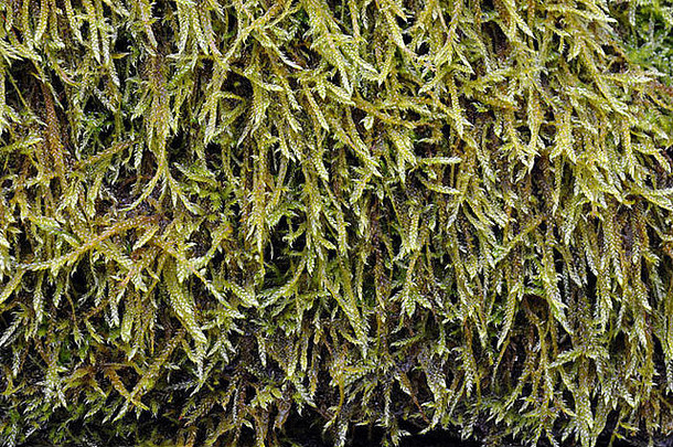英国树皮上的湿苔藓