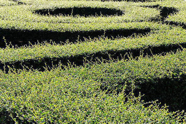 迷宫迷宫福建茶树叶