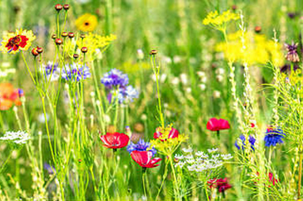 旗帜，昆虫、野花和野草在花坛上的自然栖息地
