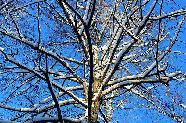 冬雪覆盖着植物的枝条