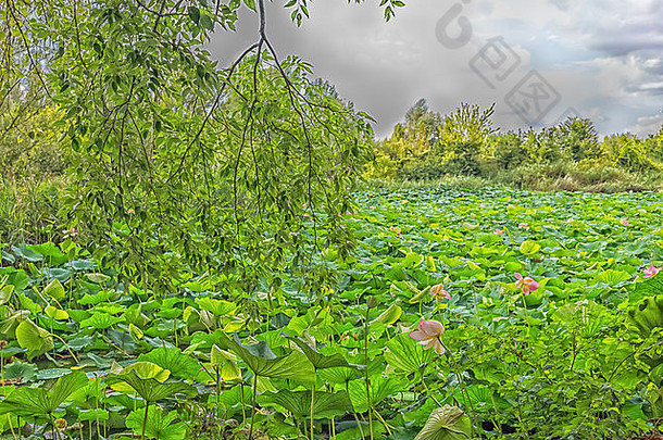 意大利的自然保护区莲花园：一个宽阔的池塘，里面有荷花和水-