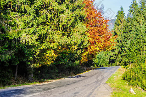 秋天针叶林附近的空沥青路