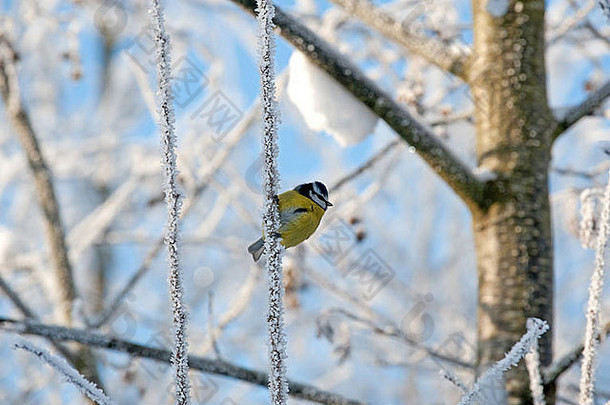 一个寒冷的冬日，坐在树枝上的大山雀（大山雀）
