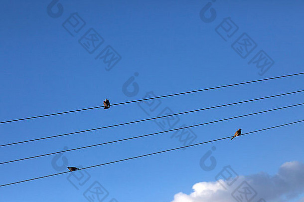 <strong>澳大利亚塔斯</strong>马尼亚州，霍巴特，蓝天下栖息在电力电缆上的鸟类