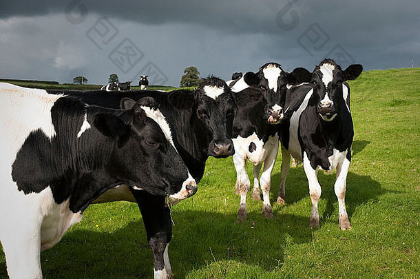 牧场上的荷斯坦奶牛，威尔士，英国。